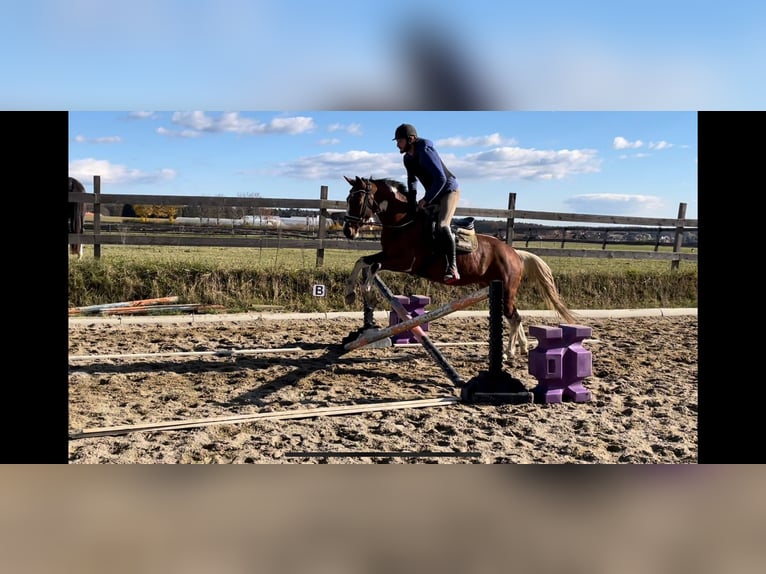 Weitere Warmblüter Wallach 8 Jahre 157 cm Schecke in Putzing