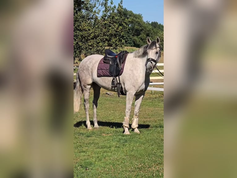 Weitere Warmblüter Wallach 8 Jahre 158 cm Schimmel in Warendorf