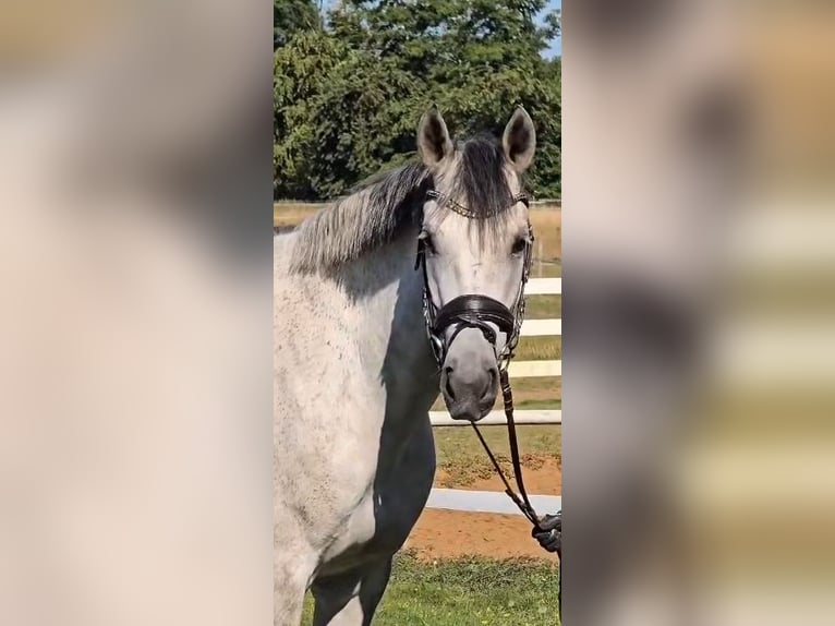 Weitere Warmblüter Wallach 8 Jahre 158 cm Schimmel in Warendorf