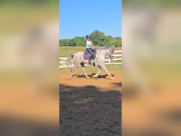 Weitere Warmblüter Wallach 8 Jahre 158 cm Schimmel in Warendorf