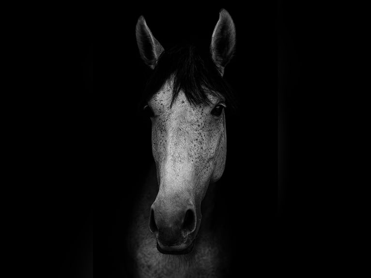 Weitere Warmblüter Wallach 8 Jahre 160 cm Apfelschimmel in Gda&#x144;sk