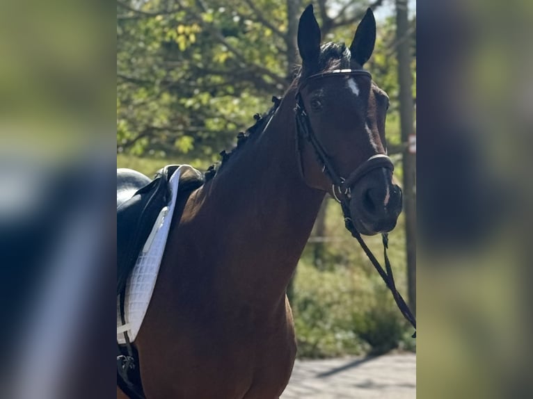 Weitere Warmblüter Wallach 8 Jahre 160 cm Dunkelbrauner in Saarbrücken