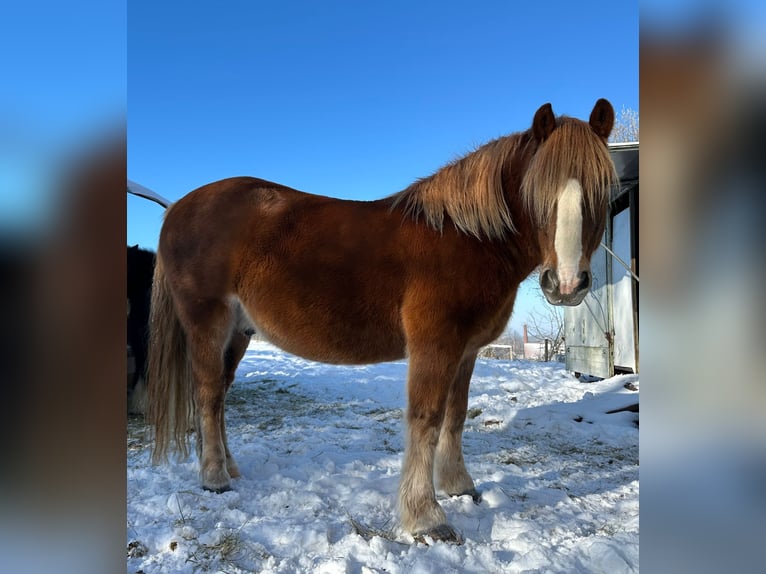 Weitere Warmblüter Wallach 8 Jahre 160 cm Dunkelfuchs in Ulrichstein