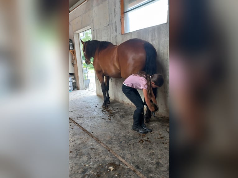 Weitere Warmblüter Wallach 8 Jahre 162 cm Brauner in Grafenschachen