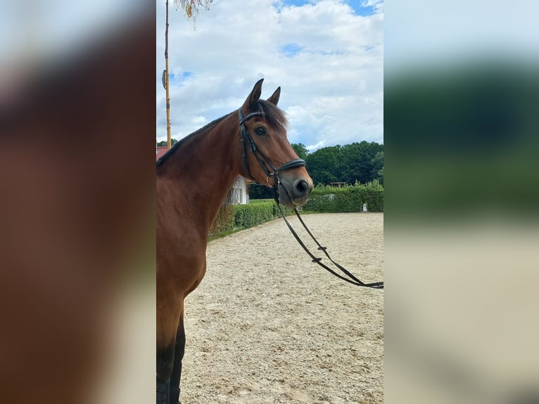 Weitere Warmblüter Wallach 8 Jahre 162 cm Brauner in Grafenschachen