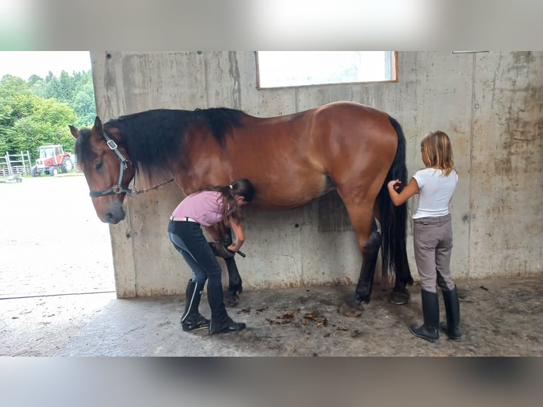Weitere Warmblüter Wallach 8 Jahre 162 cm Brauner in Grafenschachen