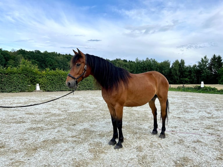 Weitere Warmblüter Wallach 8 Jahre 162 cm Brauner in Grafenschachen
