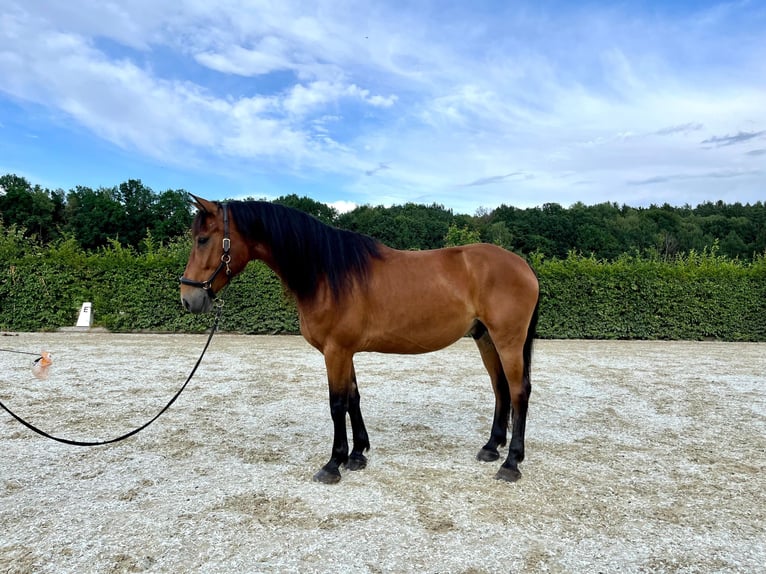 Weitere Warmblüter Wallach 8 Jahre 162 cm Brauner in Grafenschachen