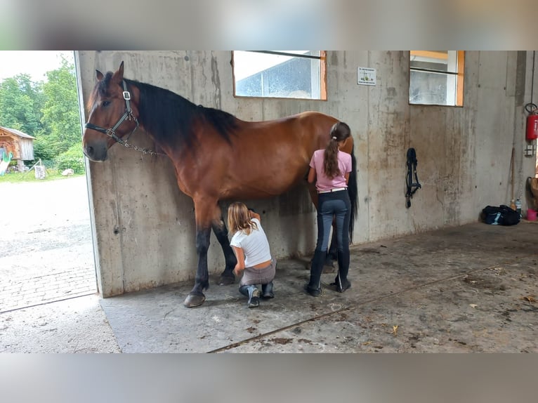 Weitere Warmblüter Wallach 8 Jahre 162 cm Brauner in Grafenschachen