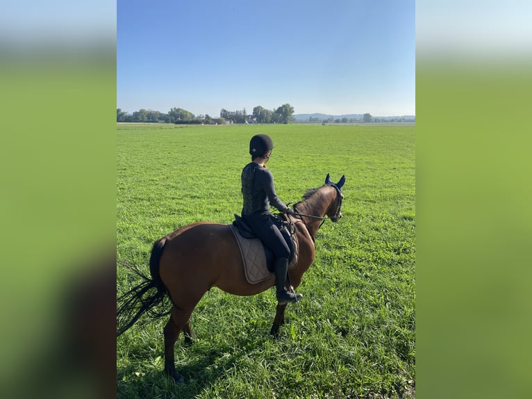 Weitere Warmblüter Wallach 8 Jahre 162 cm Brauner in Augsburg