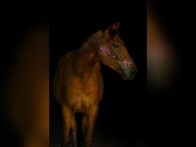 Weitere Warmblüter Wallach 8 Jahre 162 cm Brauner in Augsburg