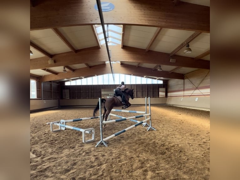 Weitere Warmblüter Wallach 8 Jahre 162 cm Brauner in Augsburg