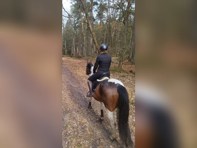 Weitere Warmblüter Wallach 8 Jahre 162 cm Schecke in Boizenburg