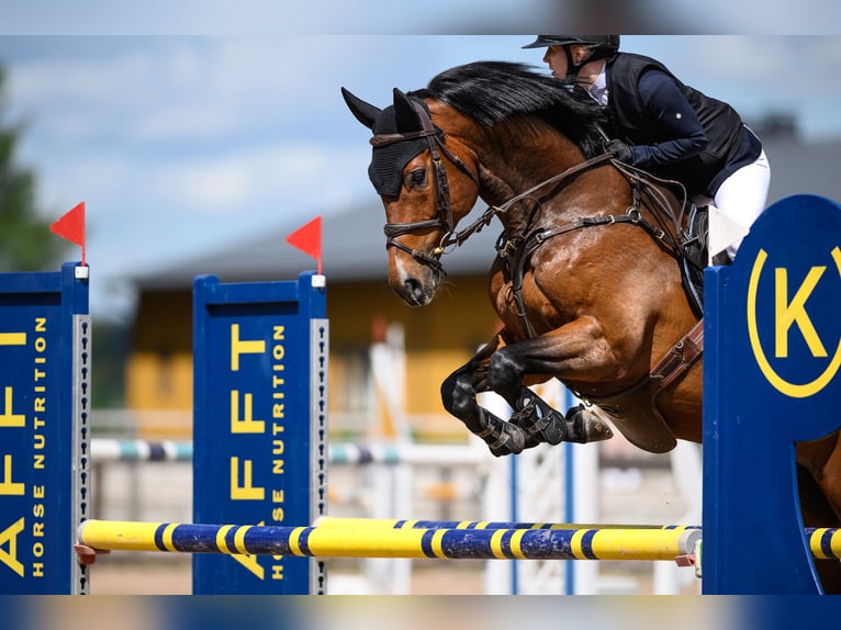 Weitere Warmblüter Wallach 8 Jahre 163 cm Brauner in Haarajoki