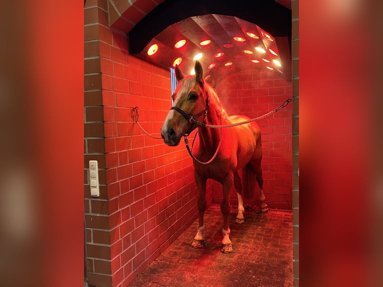 Weitere Warmblüter Wallach 8 Jahre 163 cm Palomino in Niederkrüchten
