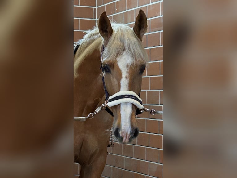 Weitere Warmblüter Wallach 8 Jahre 163 cm Palomino in Niederkrüchten