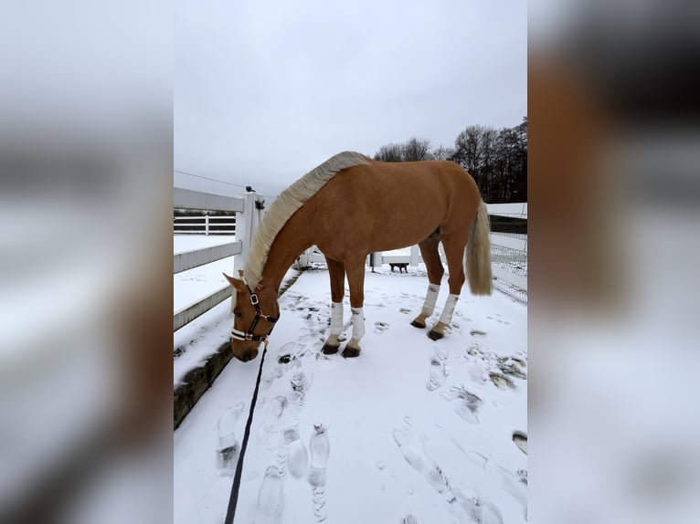 Weitere Warmblüter Wallach 8 Jahre 163 cm Palomino in Niederkrüchten