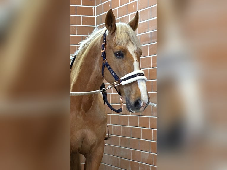 Weitere Warmblüter Wallach 8 Jahre 163 cm Palomino in Niederkrüchten