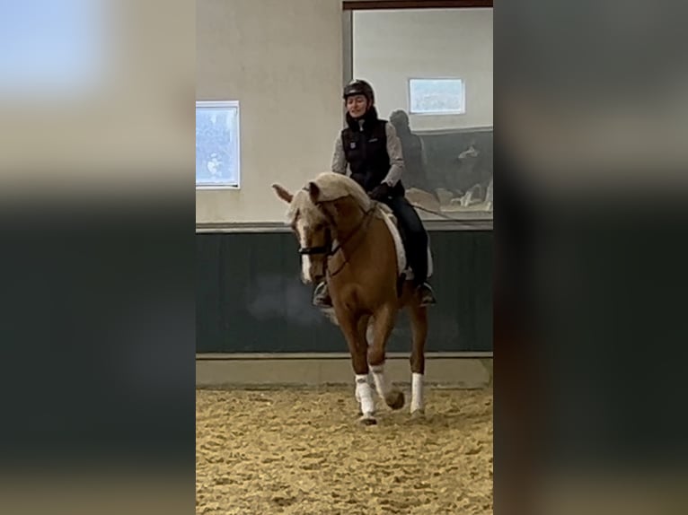 Weitere Warmblüter Wallach 8 Jahre 163 cm Palomino in Niederkrüchten