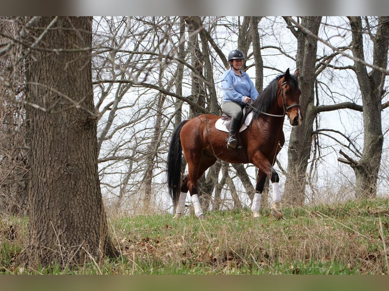 Weitere Warmblüter Wallach 8 Jahre 163 cm Roan-Bay in hIGHLAND mi