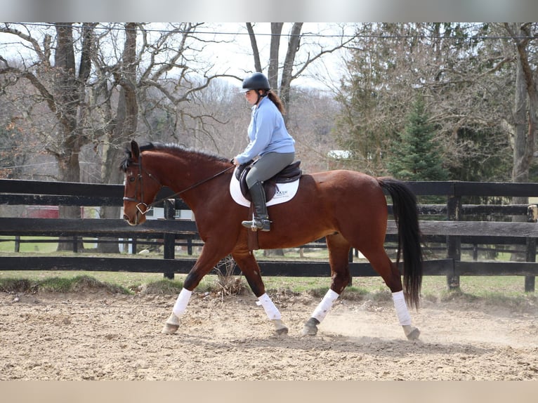 Weitere Warmblüter Wallach 8 Jahre 163 cm Roan-Bay in hIGHLAND mi