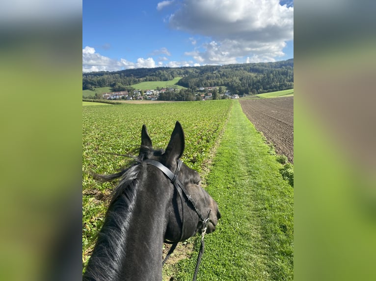 Weitere Warmblüter Mix Wallach 8 Jahre 164 cm Rappe in Wilhering