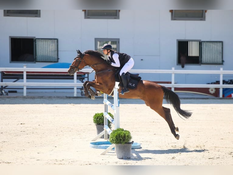 Weitere Warmblüter Wallach 8 Jahre 165 cm Brauner in Sofia