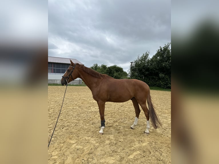Weitere Warmblüter Wallach 8 Jahre 165 cm Fuchs in L&#xF6;hne