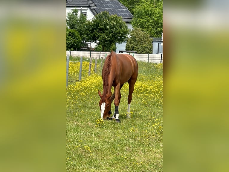 Weitere Warmblüter Wallach 8 Jahre 165 cm Fuchs in L&#xF6;hne