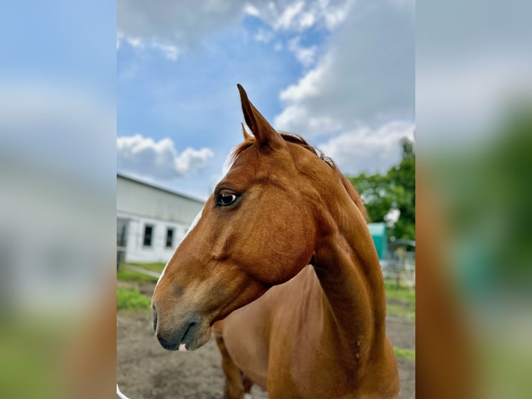 Weitere Warmblüter Wallach 8 Jahre 165 cm Fuchs in L&#xF6;hne