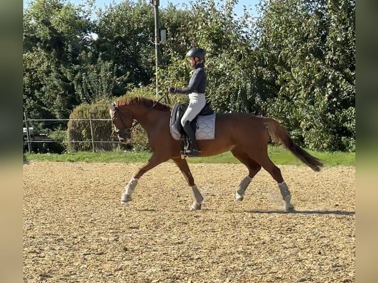 Weitere Warmblüter Wallach 8 Jahre 165 cm Fuchs in L&#xF6;hne