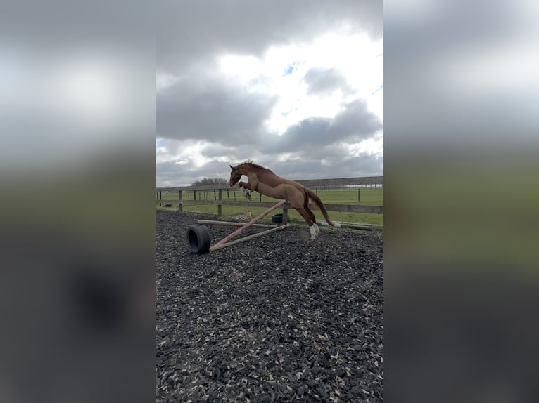 Weitere Warmblüter Wallach 8 Jahre 165 cm Fuchs in L&#xF6;hne
