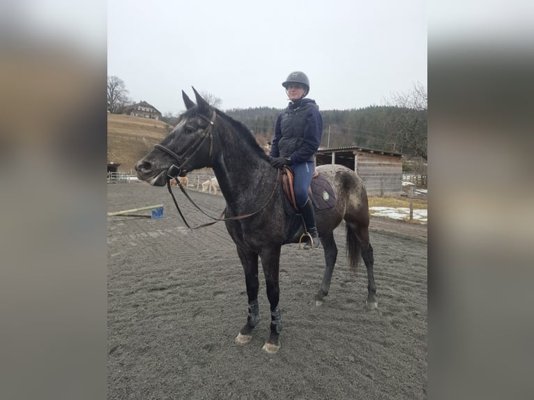 Weitere Warmblüter Wallach 8 Jahre 165 cm Tigerschecke in Ledenitzen
