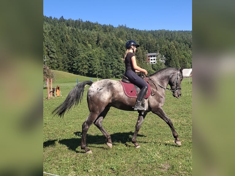 Weitere Warmblüter Wallach 8 Jahre 165 cm Tigerschecke in Ledenitzen