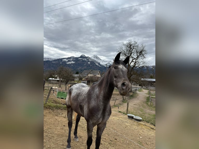 Weitere Warmblüter Wallach 8 Jahre 165 cm Tigerschecke in Ledenitzen