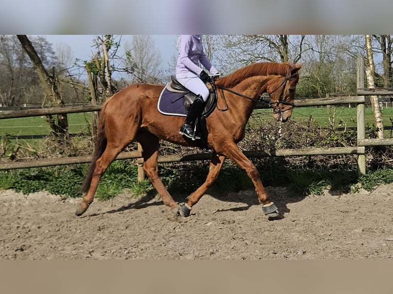 Weitere Warmblüter Wallach 8 Jahre 167 cm Fuchs in Wachtendonk