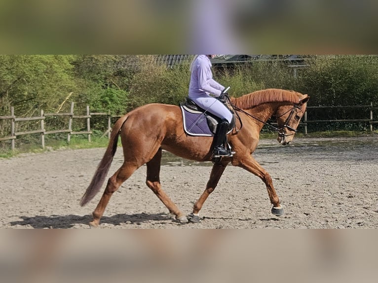 Weitere Warmblüter Wallach 8 Jahre 167 cm Fuchs in Wachtendonk