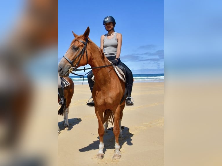 Weitere Warmblüter Wallach 8 Jahre 168 cm in Bochum