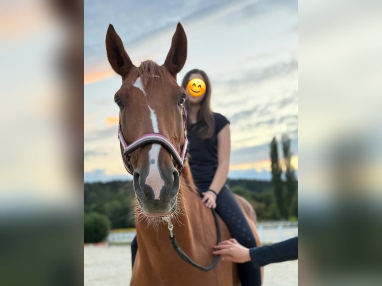 Weitere Warmblüter Wallach 8 Jahre 168 cm Fuchs in Bad blumau