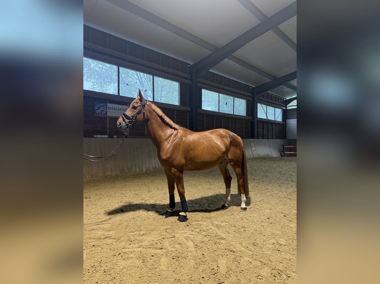 Weitere Warmblüter Wallach 8 Jahre 168 cm Fuchs in Bad blumau