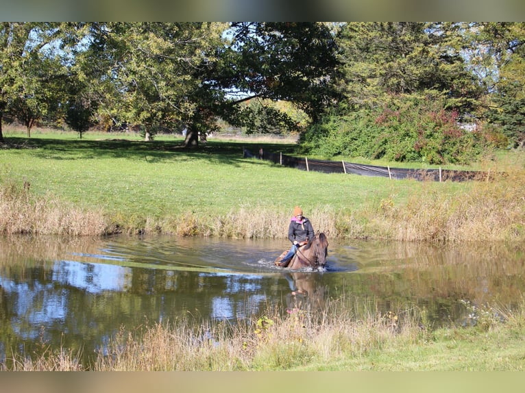 Weitere Warmblüter Wallach 8 Jahre 168 cm Grullo in Howell ,MI