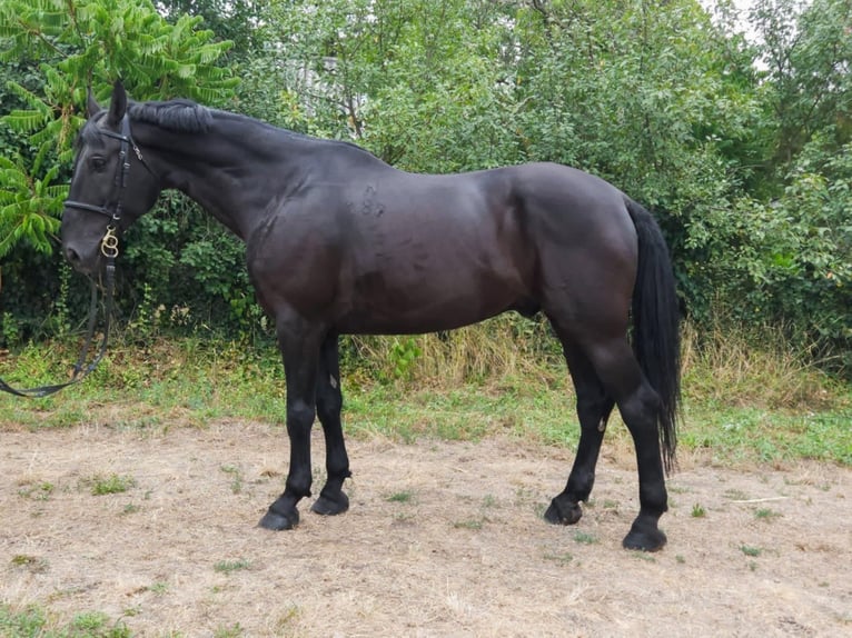 Weitere Warmblüter Wallach 8 Jahre 168 cm Rappe in B&#xE9;k&#xE9;s