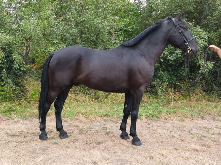 Weitere Warmblüter Wallach 8 Jahre 168 cm Rappe in B&#xE9;k&#xE9;s