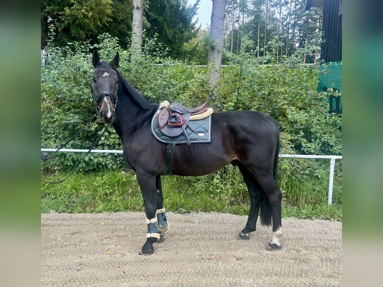 Weitere Warmblüter Wallach 8 Jahre 169 cm Rappe in Pelmberg