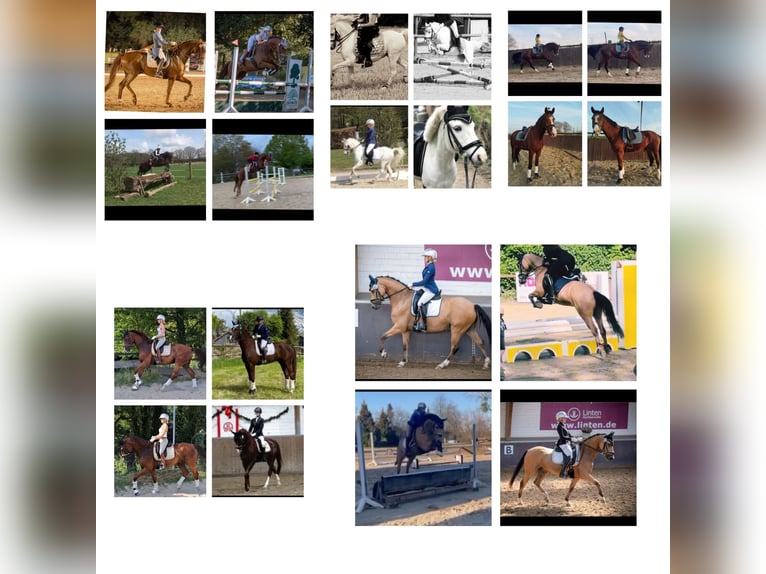 Weitere Warmblüter Wallach 8 Jahre 170 cm Dunkelfuchs in Essen Weitere Warmblüter Wallach 8 Jahre 170 cm Dunkelfuchs in Essen