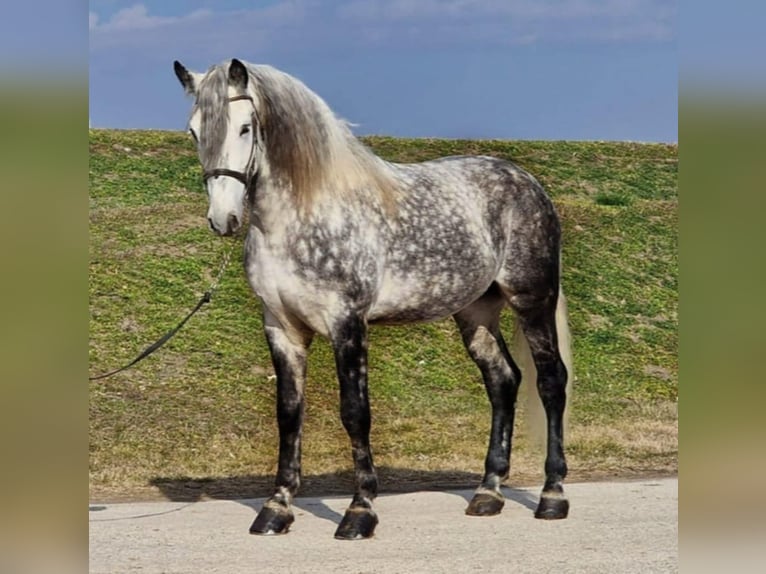 Weitere Warmblüter Wallach 8 Jahre 170 cm Schimmel in Gyula