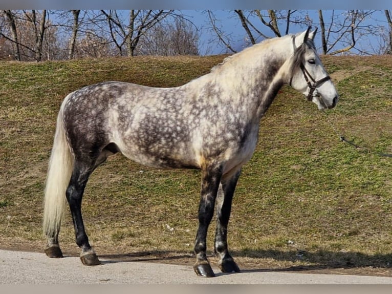 Weitere Warmblüter Wallach 8 Jahre 170 cm Schimmel in Gyula