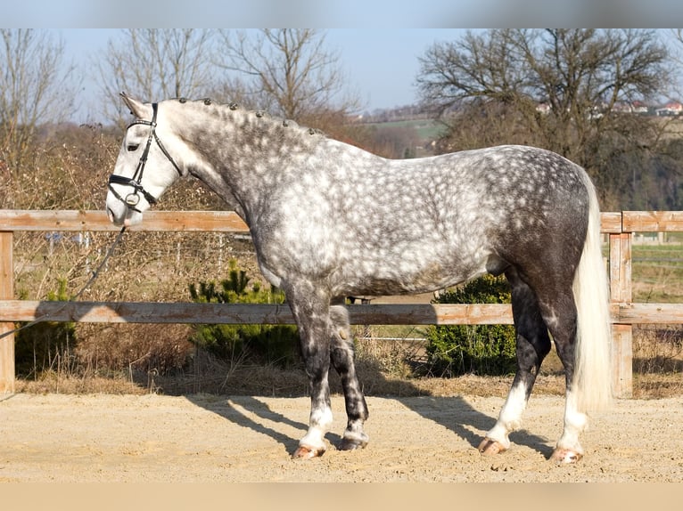 Weitere Warmblüter Wallach 8 Jahre 170 cm Schimmel in Prague