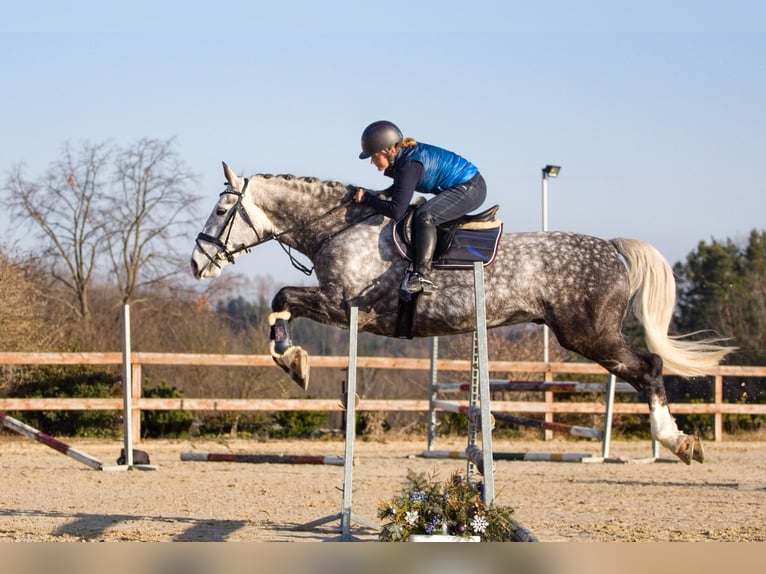 Weitere Warmblüter Wallach 8 Jahre 170 cm Schimmel in Prague