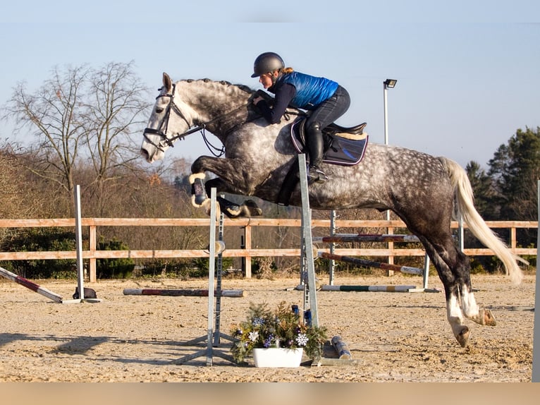 Weitere Warmblüter Wallach 8 Jahre 170 cm Schimmel in Prague